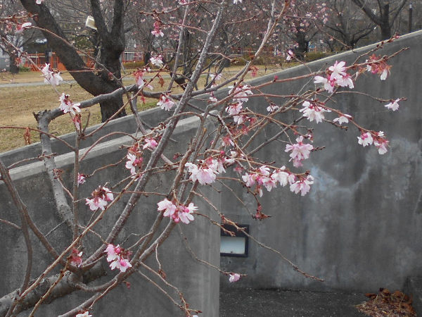 ������͌������̏\����