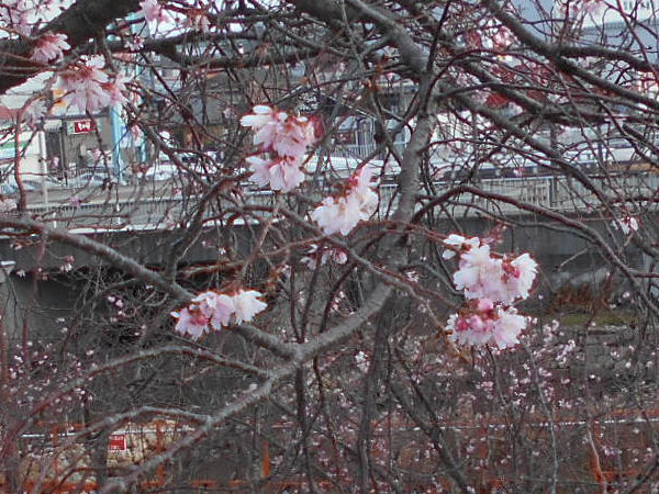 ������͌������̏\����