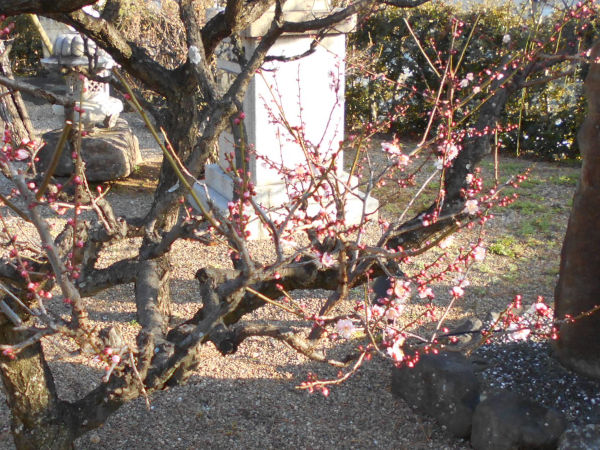 �j�~�V���{�̑��炫�~