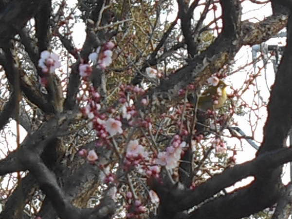 �j�~�V���{�̑��炫�~