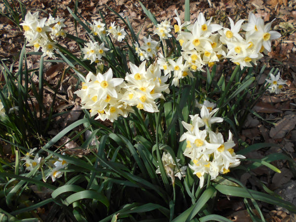 �ۋv�ǎR�̎R���̃X�C�Z��