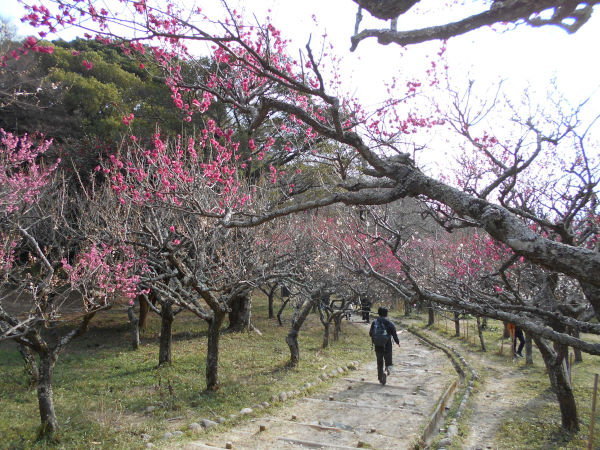 �ۋv�ǔ~�т̔~