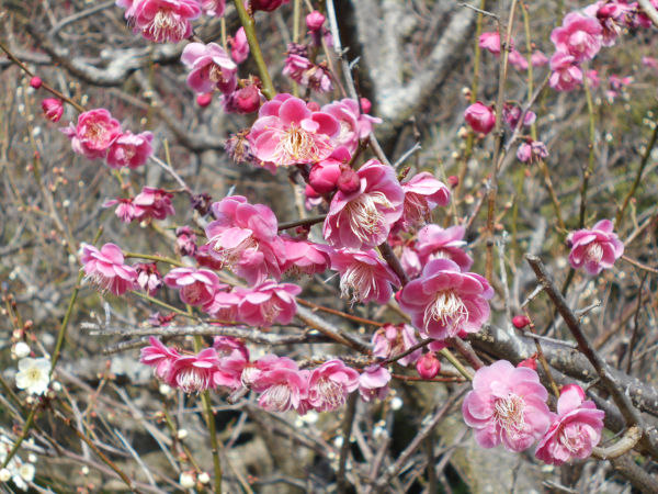 �ۋv�ǔ~�т̔~