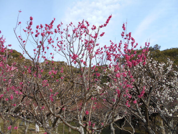 �ۋv�ǔ~�т̔~