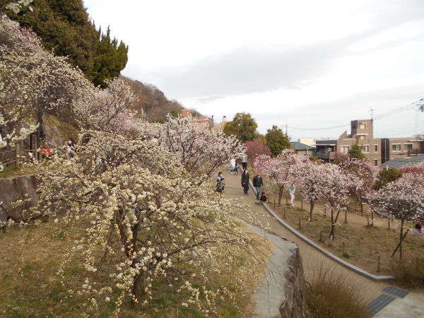 ���{�~�ь����̔~