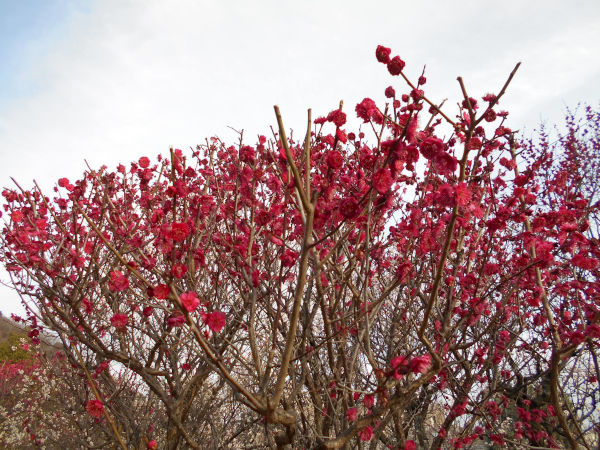 ���{�~�ь����̔~