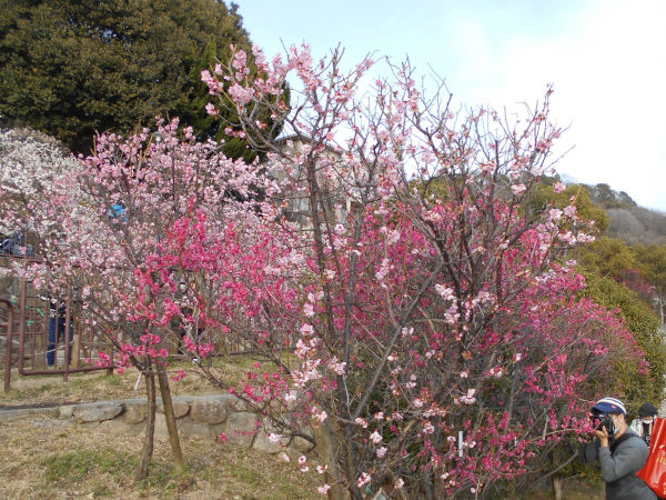 ���{�~�ь����̔~