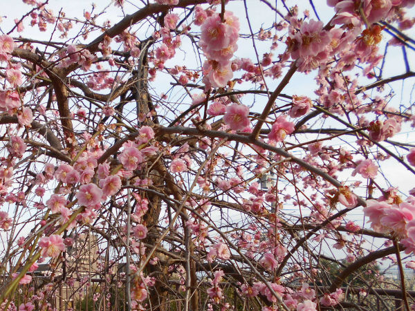 ���{�~�ь����̔~