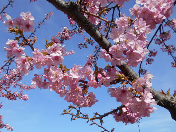 ������͌������̉͒Í�