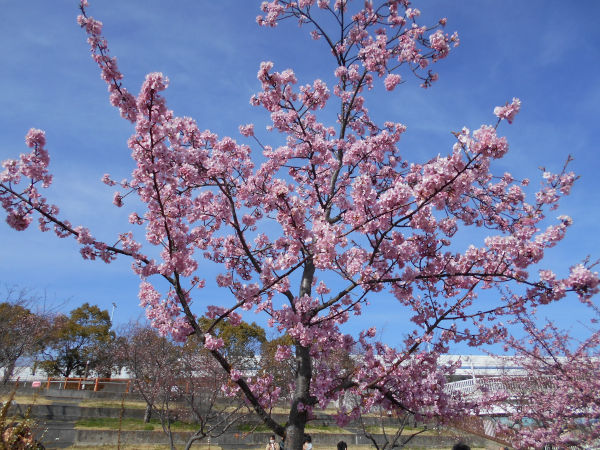 ������͌������̉͒Í�