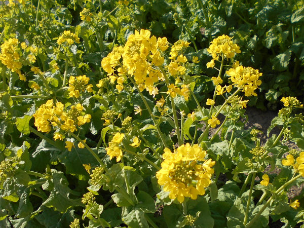 ������͌������̍؂̉�