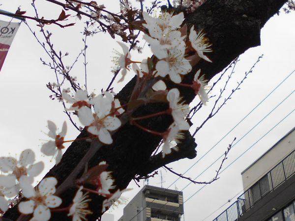 �����Q�P�����̍g�t�X����