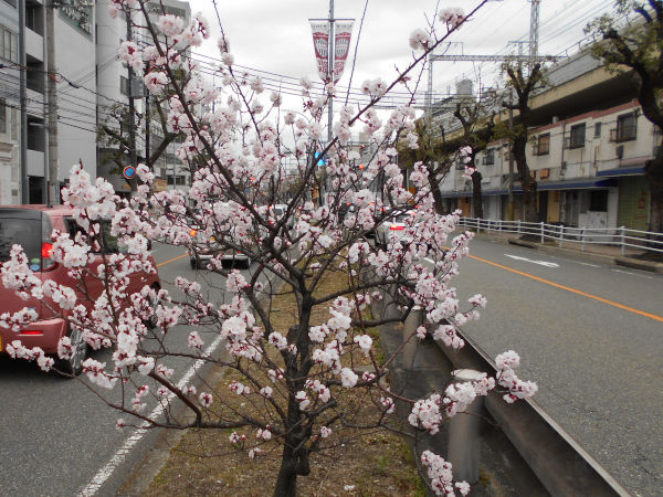 �����Q�P�����̍g�t�X����