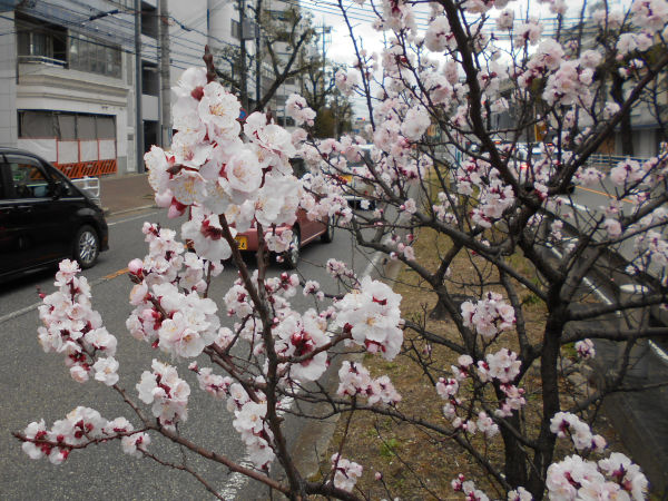 �����Q�P�����̍g�t�X����