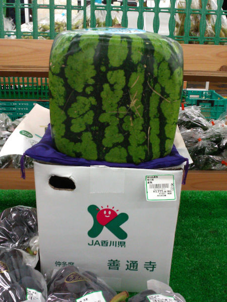 四角い西瓜 四角い西瓜