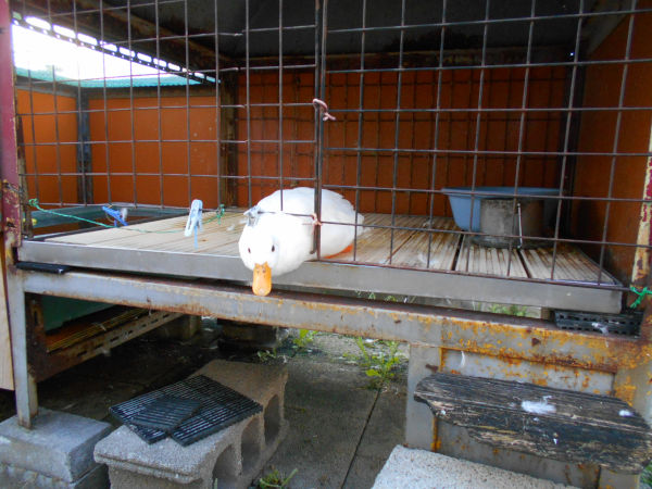 ガチョウ ガチョウ