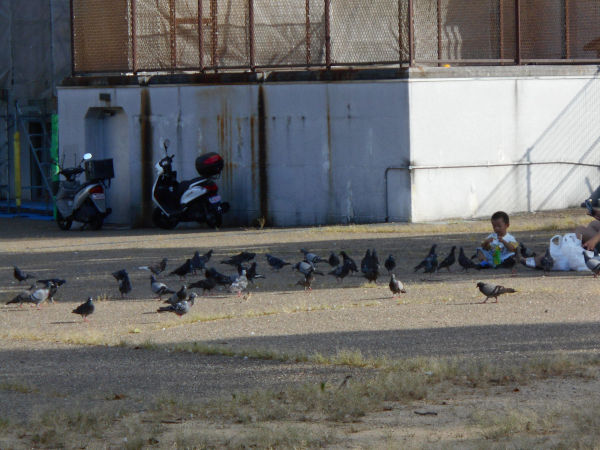 鳩まみれ 鳩まみれ