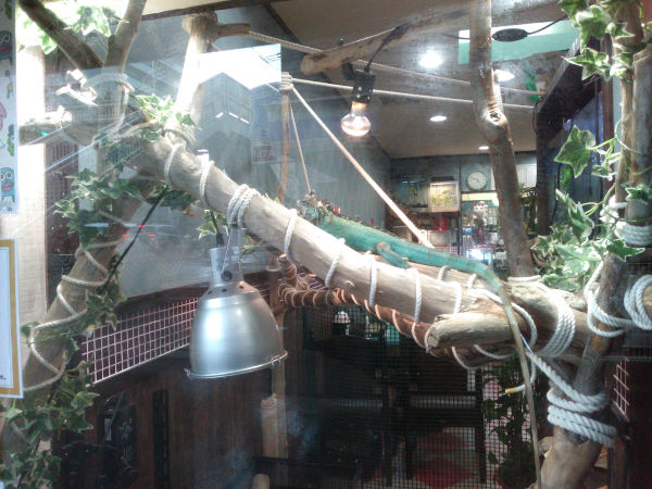 �t�̃C�O�A�i