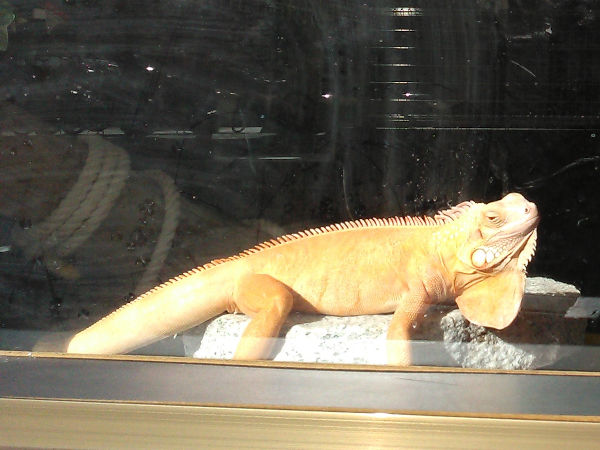 �ẴC�O�A�i