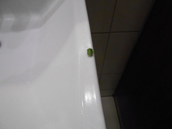 �J�����V