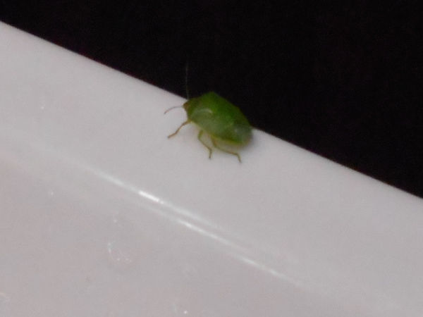 �J�����V