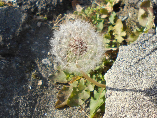 ����ۂۂ̎�