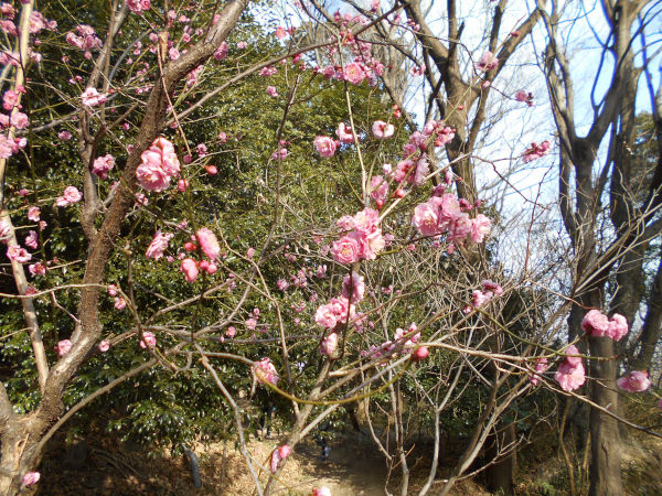 �ۋv�ǔ~�т̔~