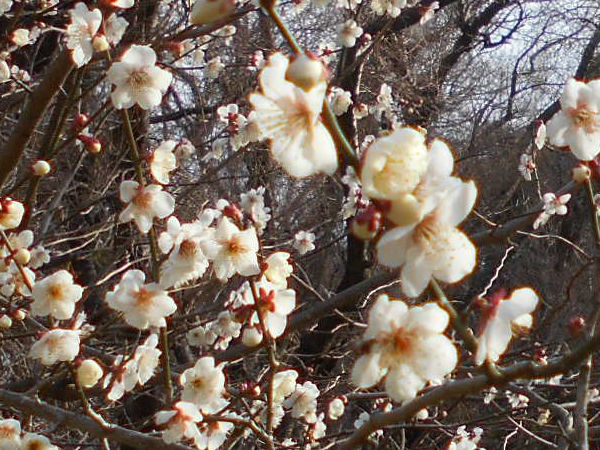 �ۋv�ǔ~�т̔~