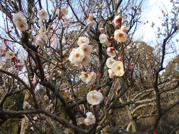 �ۋv�ǔ~�т̔~