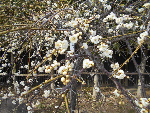 ���{�~�ь����̔~