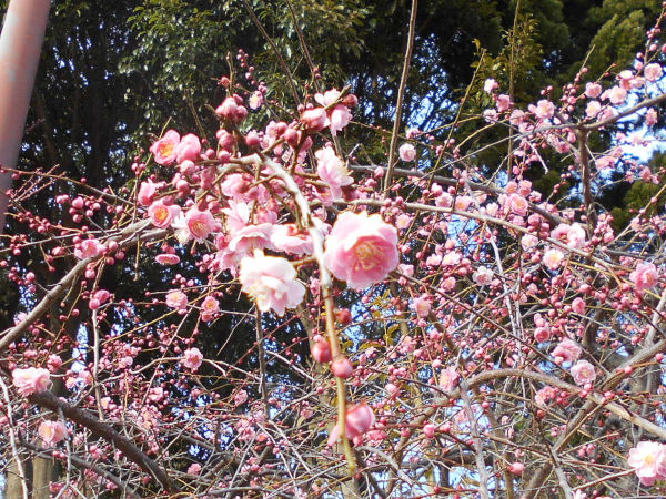 ���{�~�ь����̔~