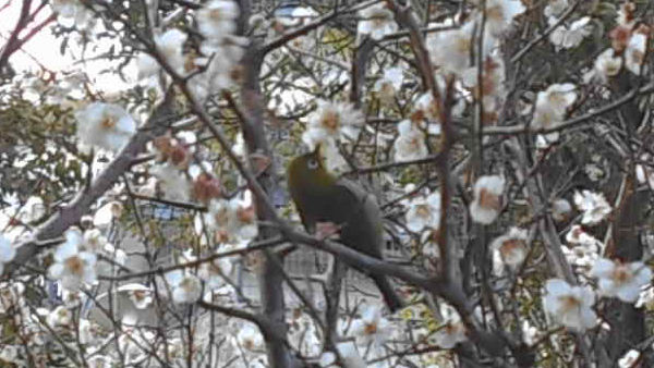 ���{�~�ь����̔~