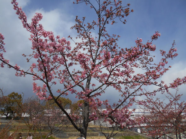 ������͌������̉͒Í�