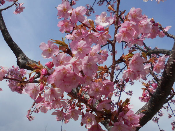 ������͌������̉͒Í�