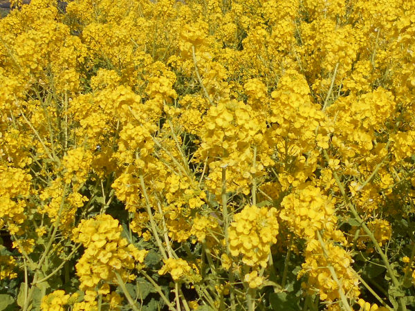 ������͌������̍؂̉�