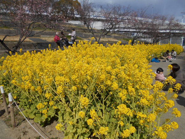 ������͌������̍؂̉�