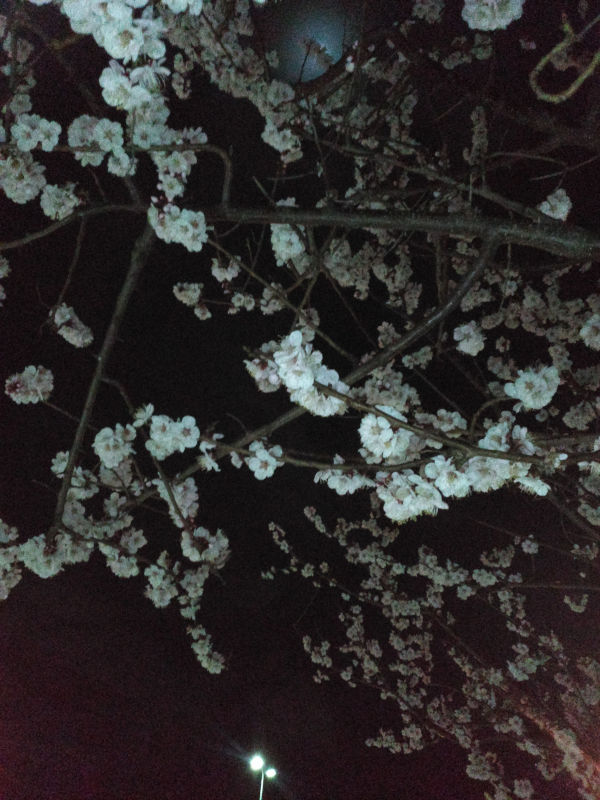 ��̏\����