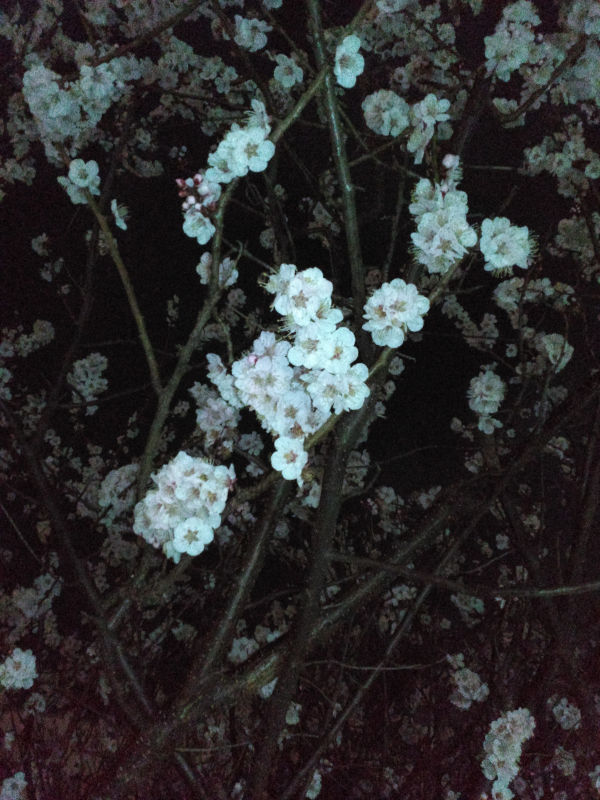 ��̏\����