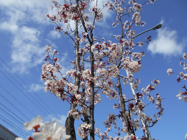 �����Q�P�����̃x�j�o�X����