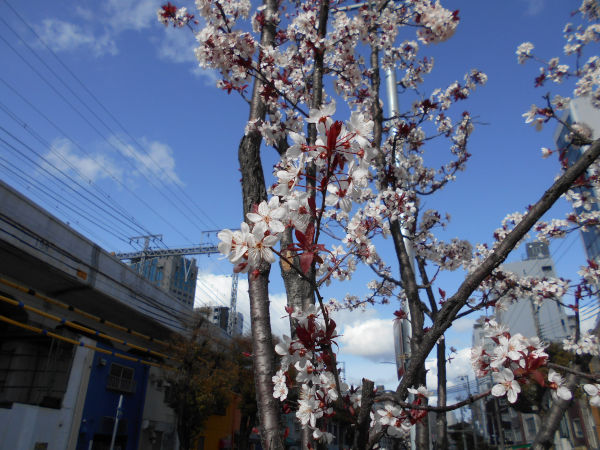 �����Q�P�����̃x�j�o�X����