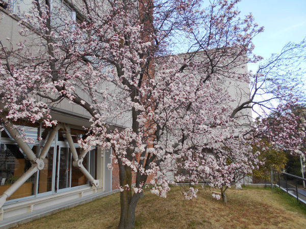 ��q�R�����̃x�j�o�X����