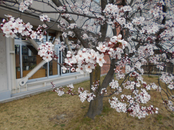 ��q�R�����̃x�j�o�X����