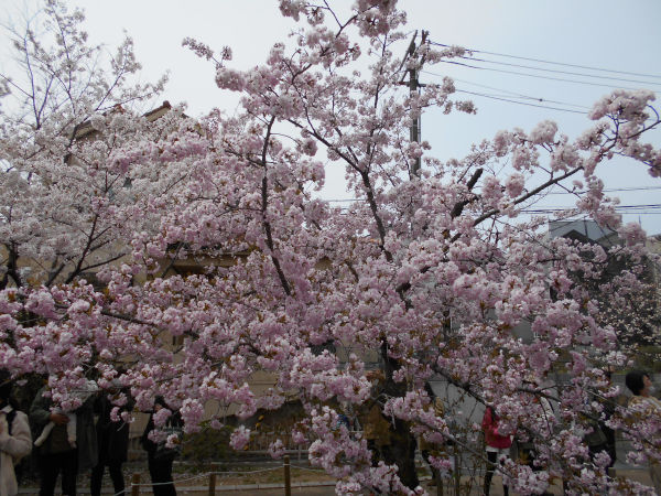 ���{��������̍�