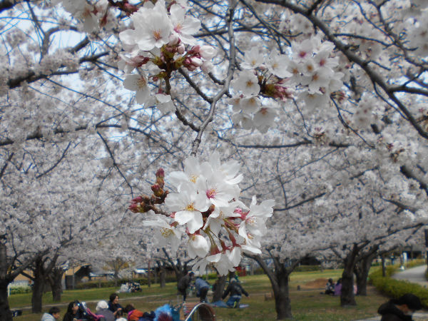 ������͌������̍�