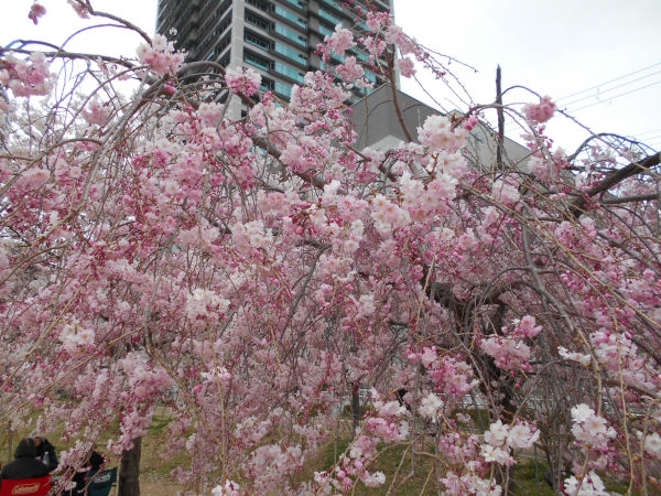 ���c��̍�