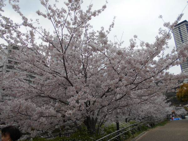 ���c��̍�