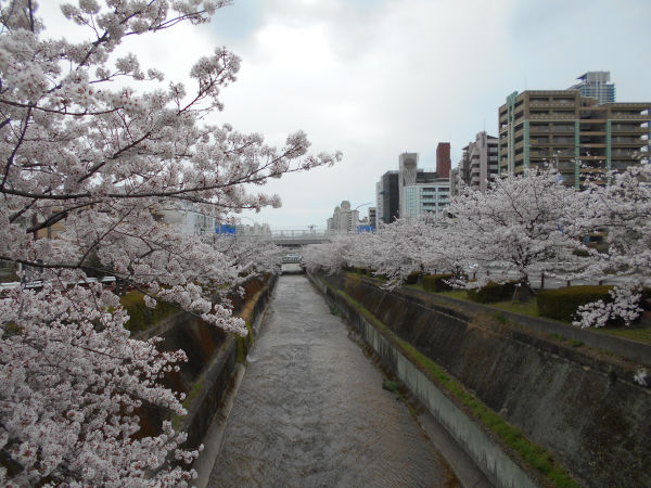 ���c��̍�