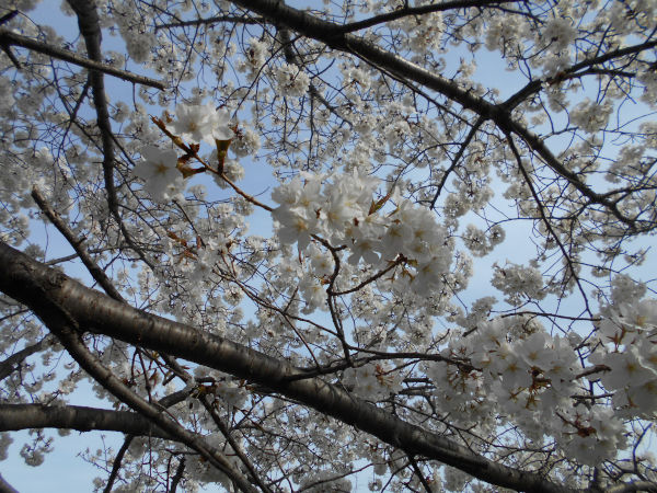 �V���J��̍�