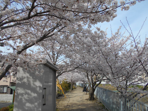 �V���J��̍�