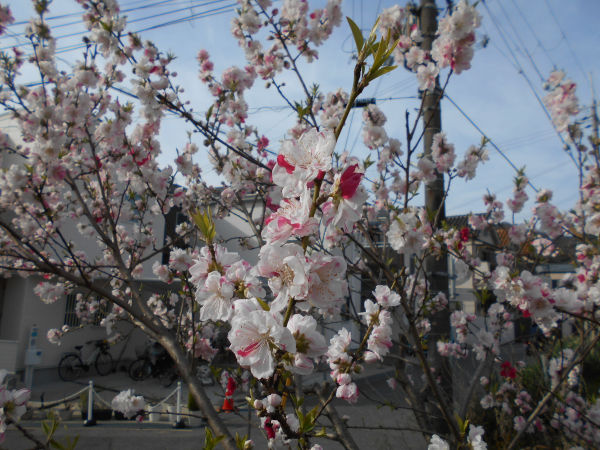 �V���J��̍�